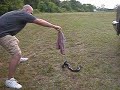 Crikey! A Rocky Mountain black mamba- Take 1