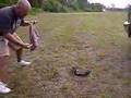 Crikey! A Rocky Mountain black mamba- Take 1