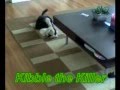 Kibble the Killercat in Simpelveld gesignaleerd