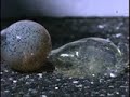 high fps slow motion compillation of bees and more