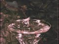 high fps slow motion compillation of bees and more