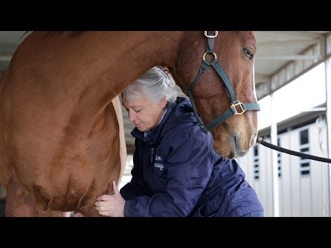 how to perform equine massage