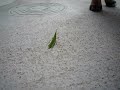 黒豆柴まめすけ バッタ大好物①