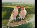 Naturaves - Canario Rojo Mosaico.avi
