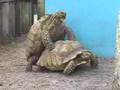 Turtle Lovin'