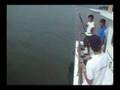 StingrayWhole