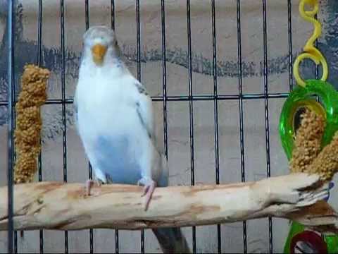 parakeet - Links Down Below! How to care for your pet bird: http://637c27jczpqzk5eaobr1tflp6y.hop.clickbank.net/ Have a parrot? Link to Elite Parrots Club: http://83031...