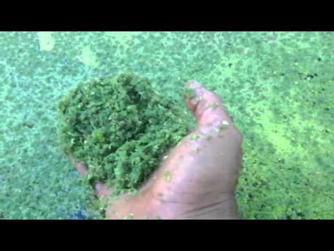 how to grow duckweed for feed
