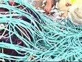 pesca delle murene pesca delle murene