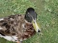 When Ducks Attack