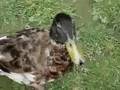 When Ducks Attack