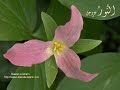 Surah Hujorat And Qaaf (Part 3): Shaikh Sayyid Sa\ Surah Hujorat And Qaaf (Part 3): Shaikh Sayyid Sa\