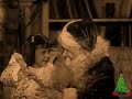 A Duck & Cover Holiday A Duck & Cover Holiday