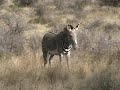 Kenya, safari r�serve Samburu (KTZ-5) 95