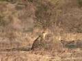 Kenya, safari réserve Samburu (KTZ-5) 95
