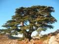 Jnoub lubnan South Lebanon Song  جنوب لبنان