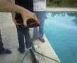 TortoISe iN the SwimminG pOoL!