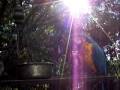 Parrot Rescue (Tarifa)