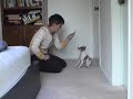 How to teach a beginning sit/down stay