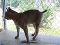 bobcat playing with a feather bobcat playing with a feather