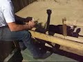 passarinho do tio elvio