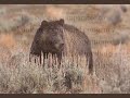 Bear Baiting is Illegal - Please Help Us to Stop It!