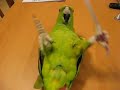 Second Video of Yellow Naped Amazon on its back