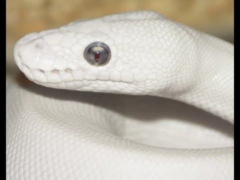 YouTube reptile video
