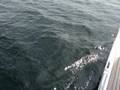 Bruinvis op de Grevelingen