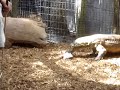 Komodo Dragon eating a rat Komodo Dragon eating a rat