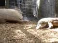 Komodo Dragon eating a rat