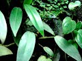 Dendrobates tinctorius \"Green Sipalawini\" feeding