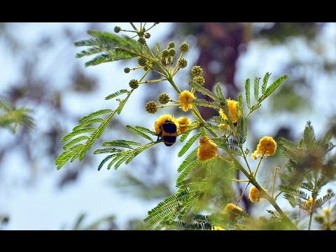 The beneficial  of use of Acacia in oral ulcers 