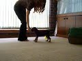 Clover at 13wks Tricks