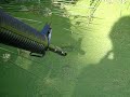 anti-frog-demage.html