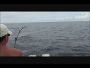 Panama Big Game Fishing Club Marlin Fishing Panama Big Game Fishing Club Marlin Fishing