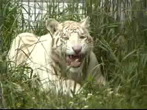 tiger yawn