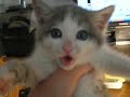 My Kitten!