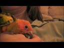 Sun Conure Belly Up, on back