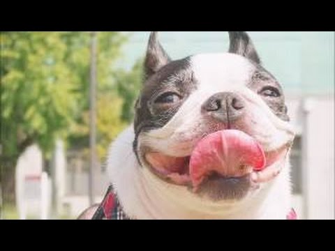 動画