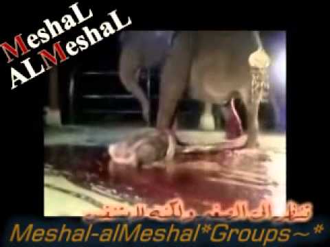 ولادة