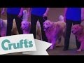 Crufts 2009 Southern Golden Retriever Team display