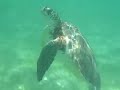 Sea Turtle.MP4