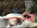 How to Hunt Deer : How to Field Dress a Deer: Part 2
