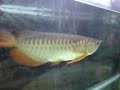 RTG Arowana RTG Arowana
