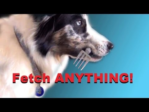 how to train fetch