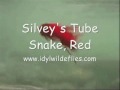 Silvey's Tube Snake, Red