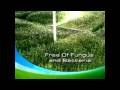 wheatgrass 2 wheatgrass 2