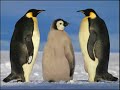 montage avec des images d'animaux