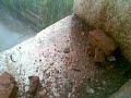 Heavy rain lashes Indore by eindore